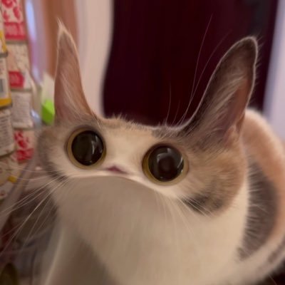 Meep Cat $MEEPCAT